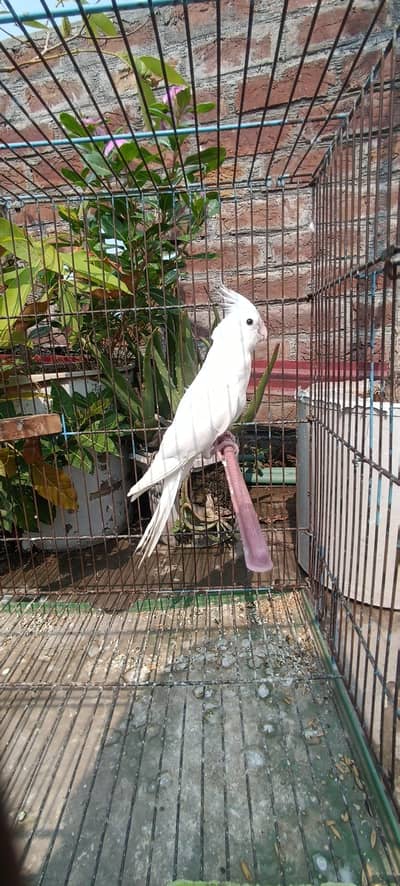Eno, common white cocktail and lovebirds
