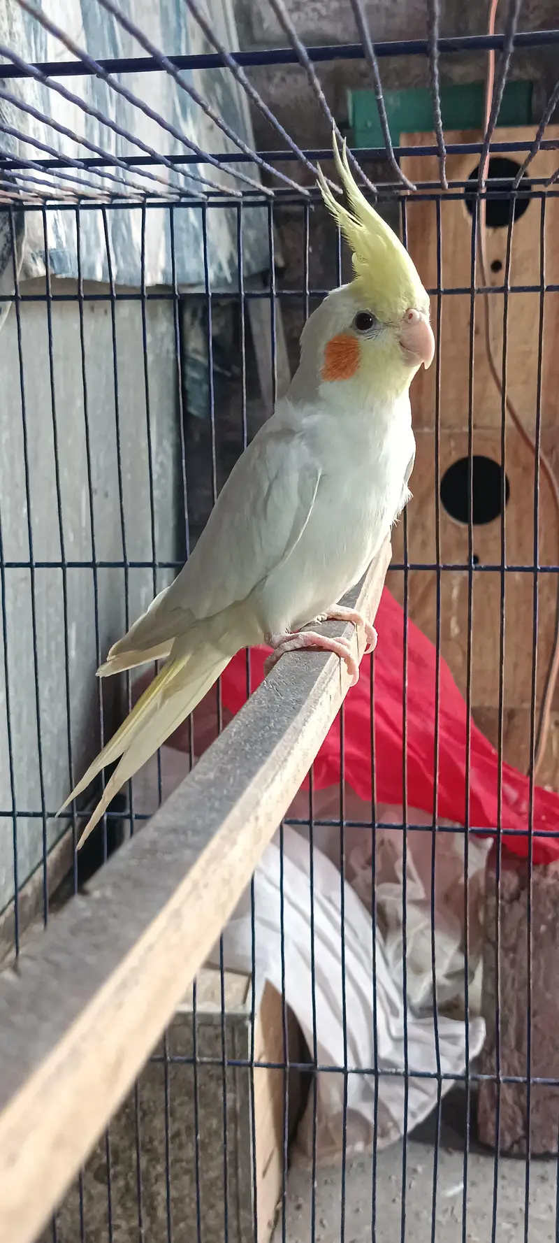 Eno, common white cocktail and lovebirds — photo 2