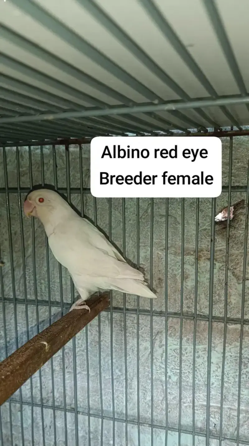 Eno, common white cocktail and lovebirds — photo 3