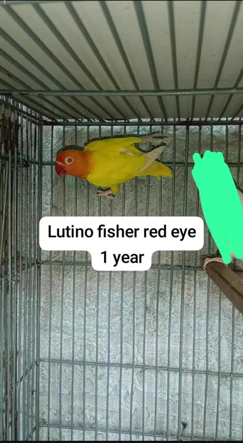 Eno, common white cocktail and lovebirds — photo 5