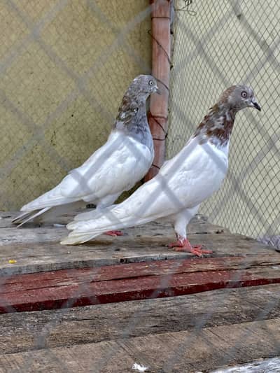 Lakha Pair For Sale