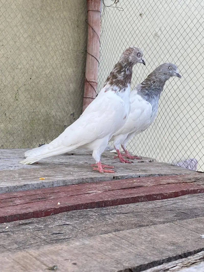 Lakha Pair For Sale — photo 3