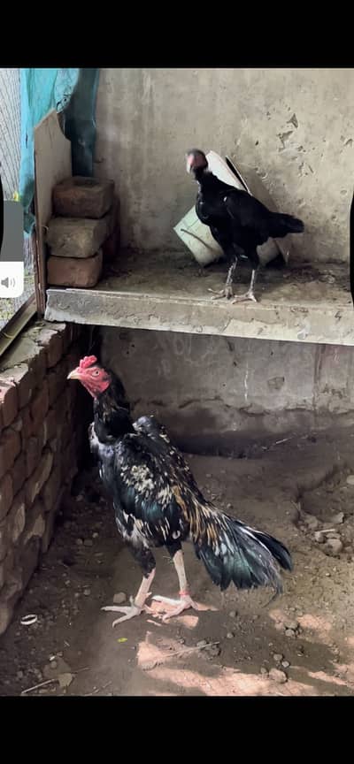 Aseel for sale pure quality