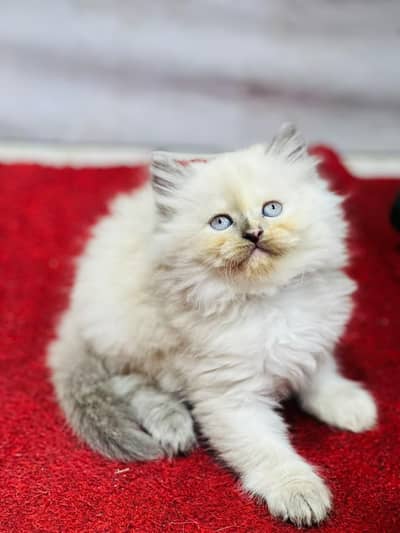 Cash on delivery Persian hmalyn British punch kitten