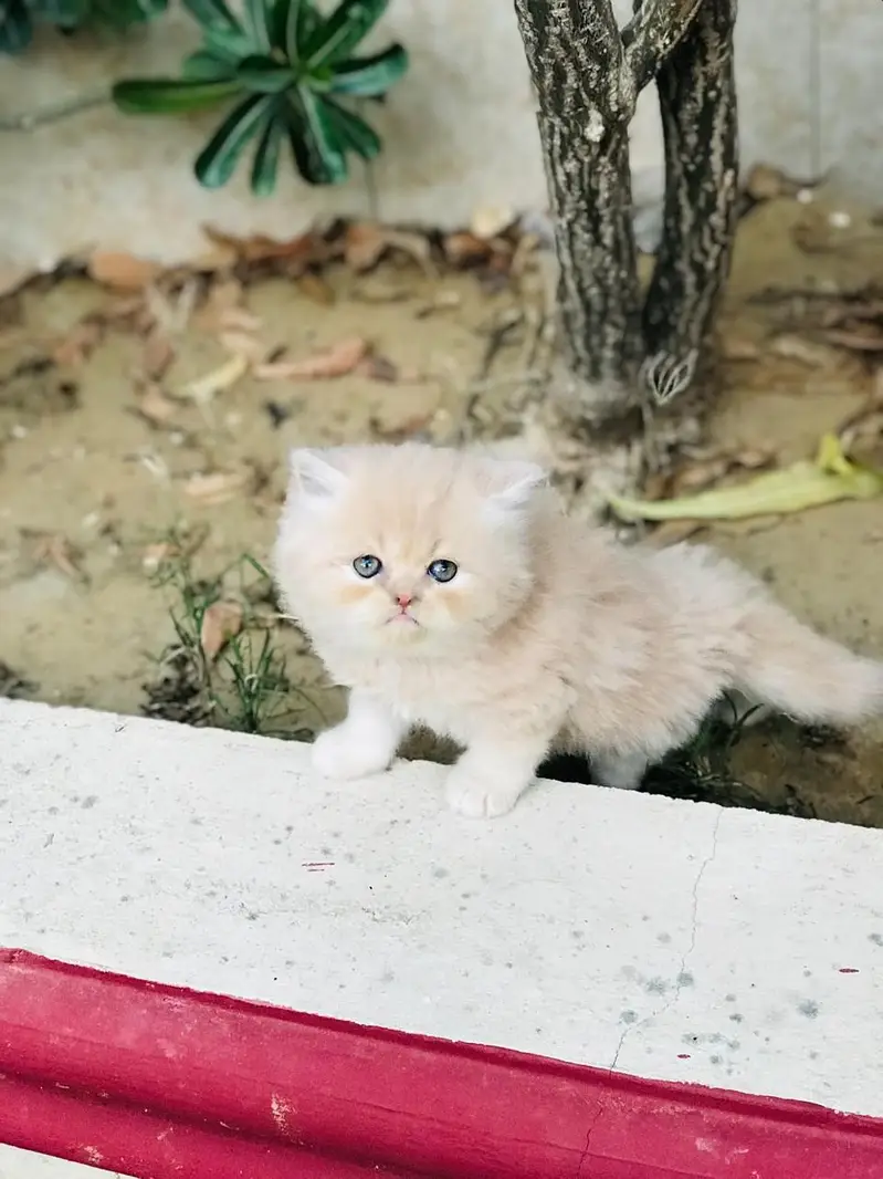 Cash on delivery Persian hmalyn British punch kitten — photo 9