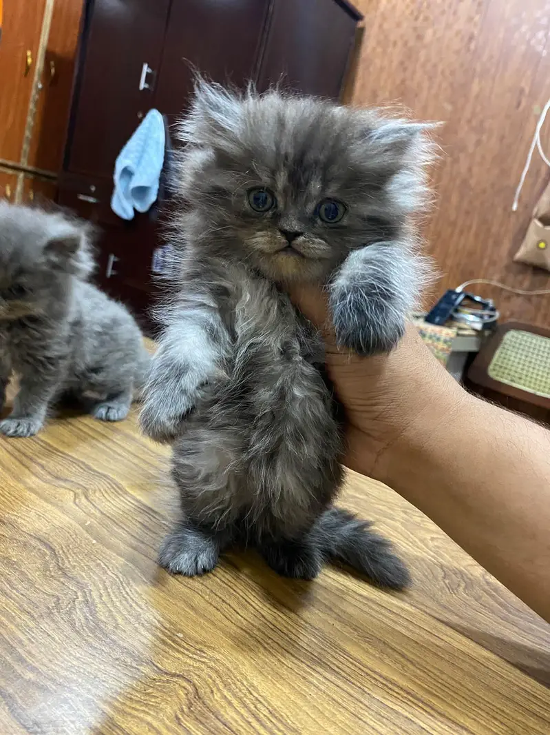Cash on delivery Persian hmalyn British punch kitten — photo 10