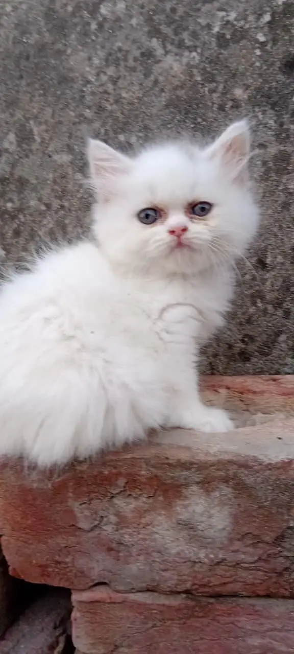 Cash on delivery Persian hmalyn British punch kitten — photo 11