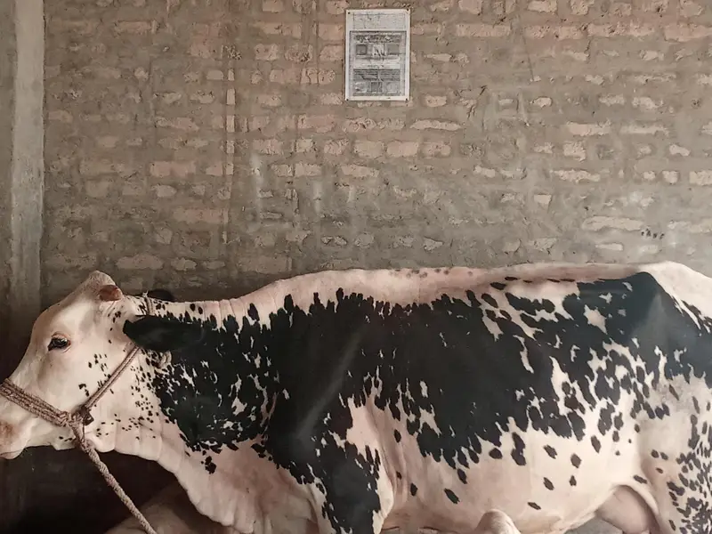 cholistani cow daily milk quantity 10 liters contact +92 333 6765671