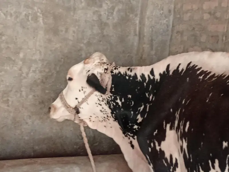 cholistani cow daily milk quantity 10 liters contact +92 333 6765671 — photo 2