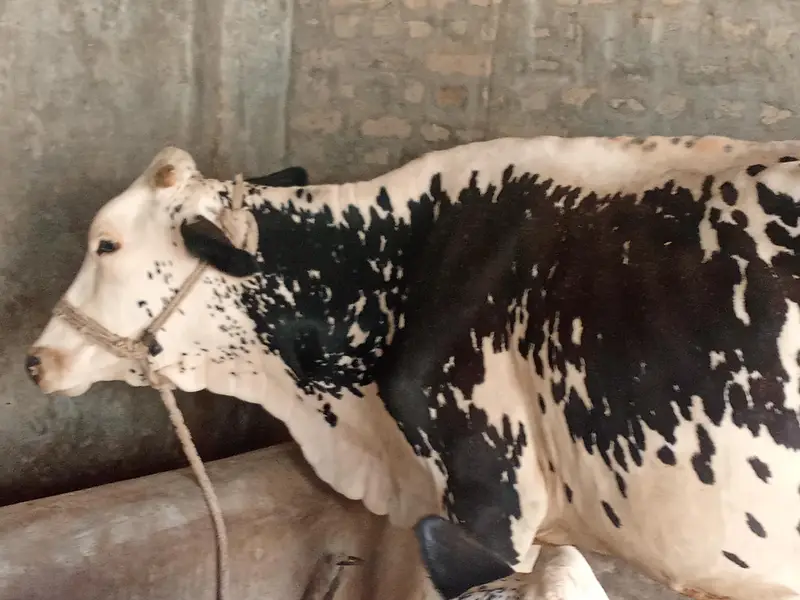 cholistani cow daily milk quantity 10 liters contact +92 333 6765671 — photo 3