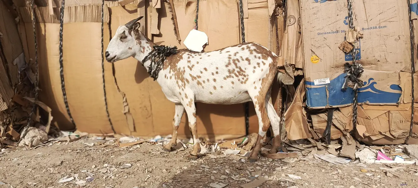 females — photo 2