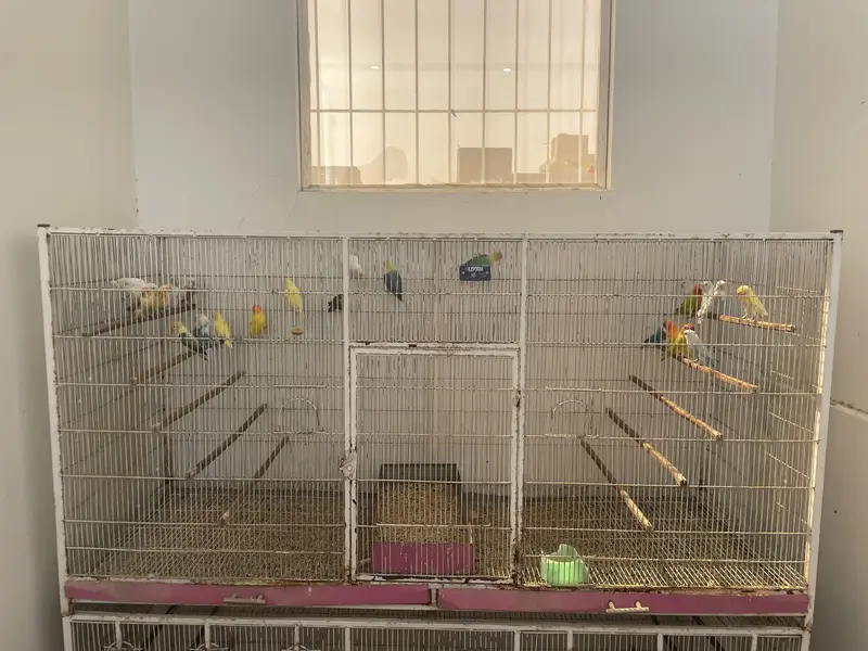 Birds Cages For Sale — photo 3