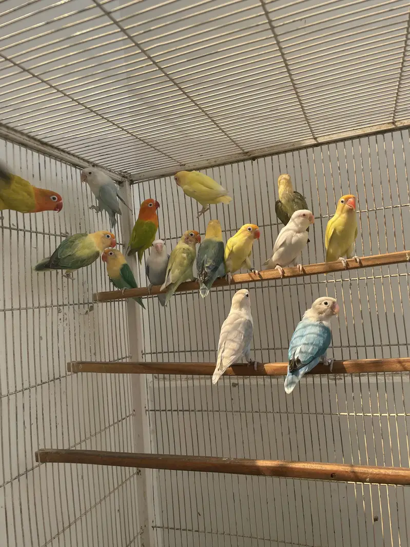 Birds Cages For Sale — photo 7