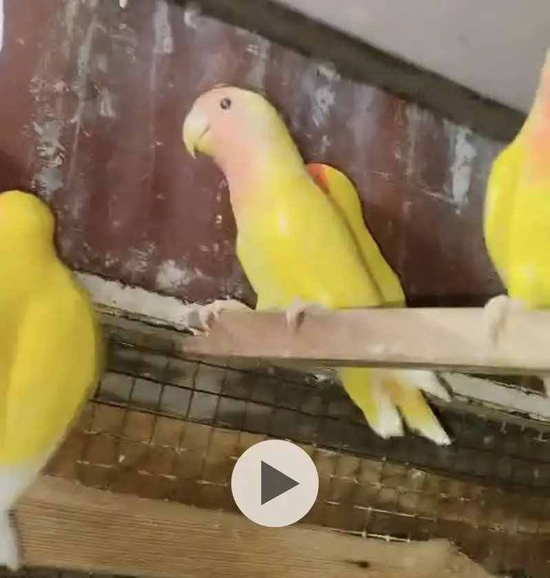 Healthy Peach Faved Lutino Love Birds For Sale