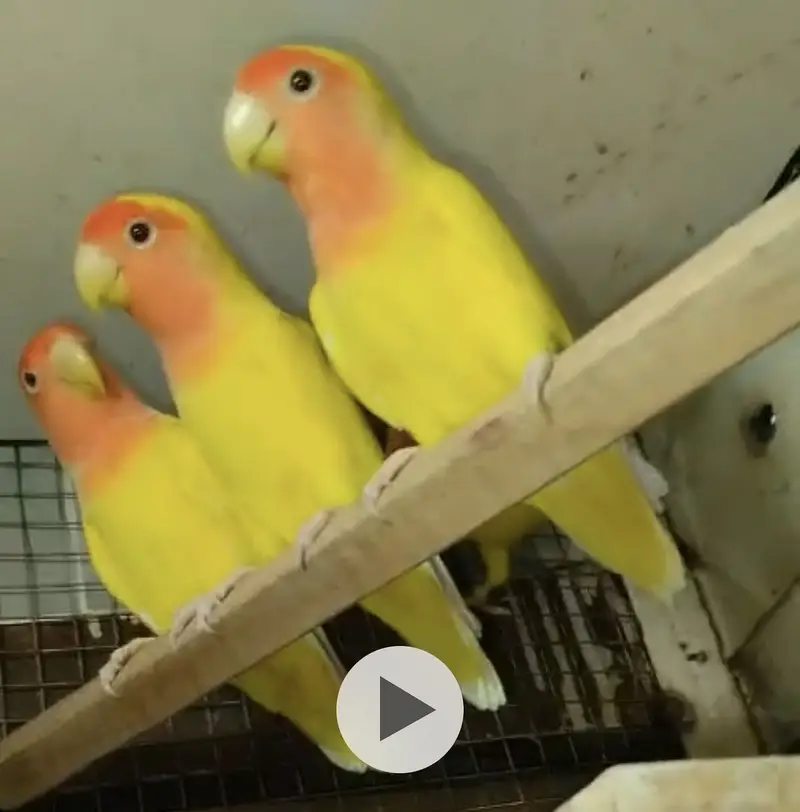 Healthy Peach Faved Lutino Love Birds For Sale — photo 2