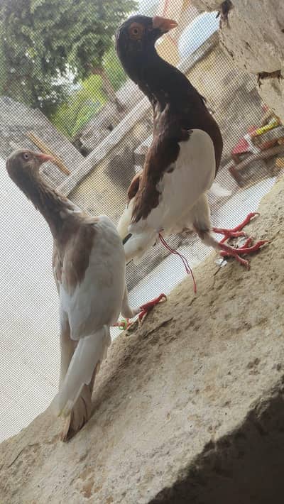 DANISH BREEDER PAIR