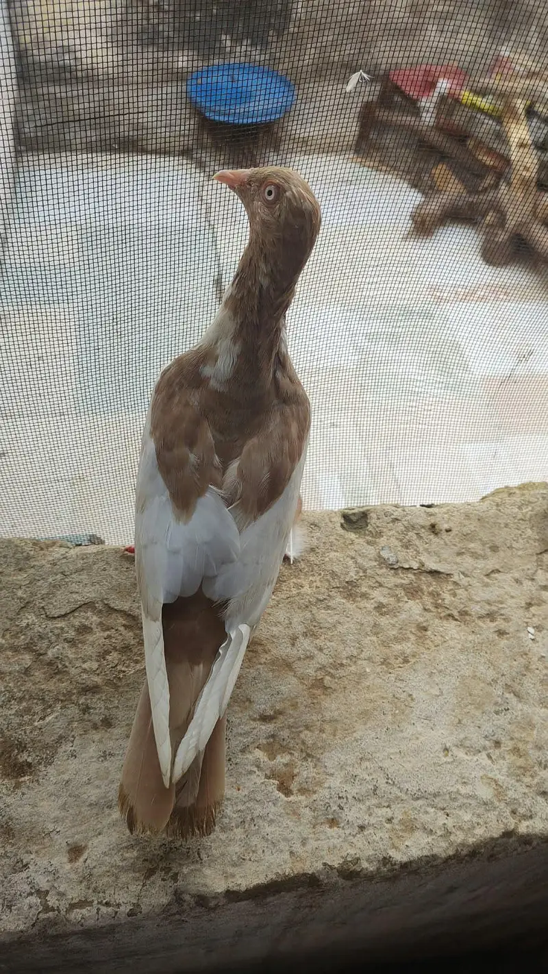 DANISH BREEDER PAIR — photo 5