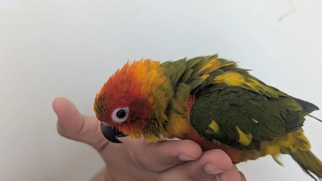 Hand tamed 0-Bite | Monks, Ringnecks, Sun Conures, Kashmiri Pahari Etc — photo 4