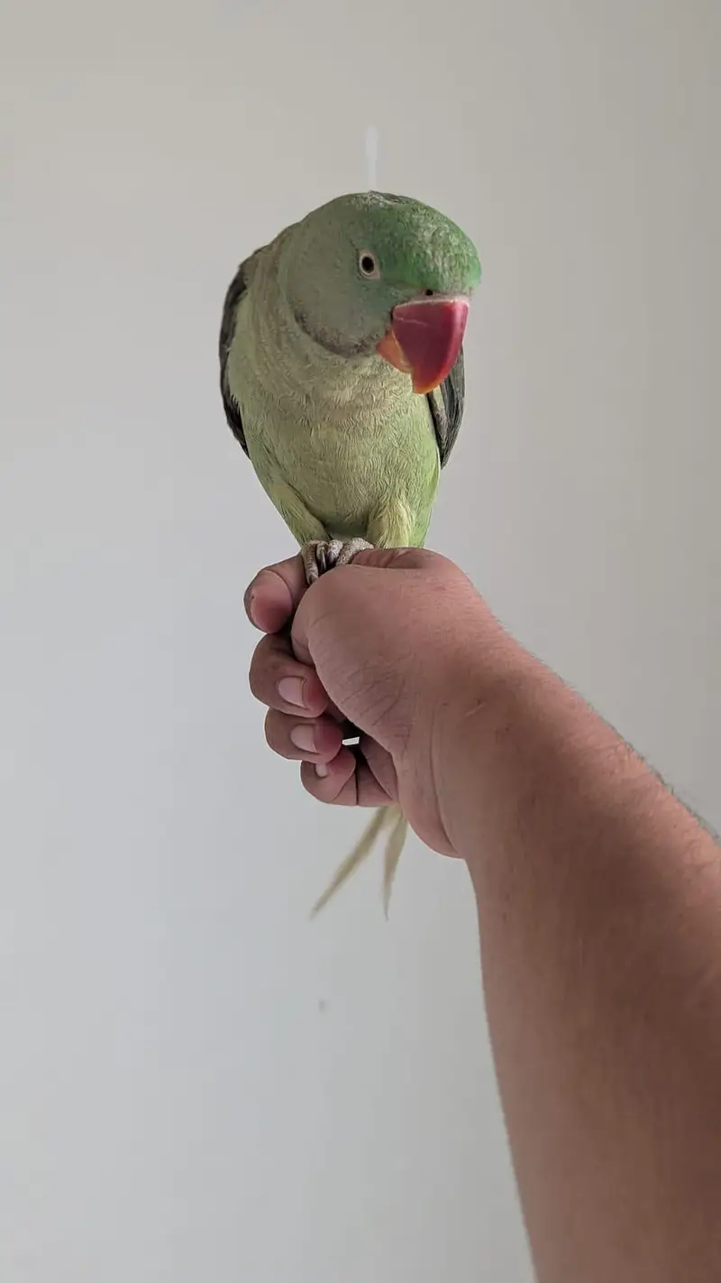 Hand tamed 0-Bite | Monks, Ringnecks, Sun Conures, Kashmiri Pahari Etc — photo 5