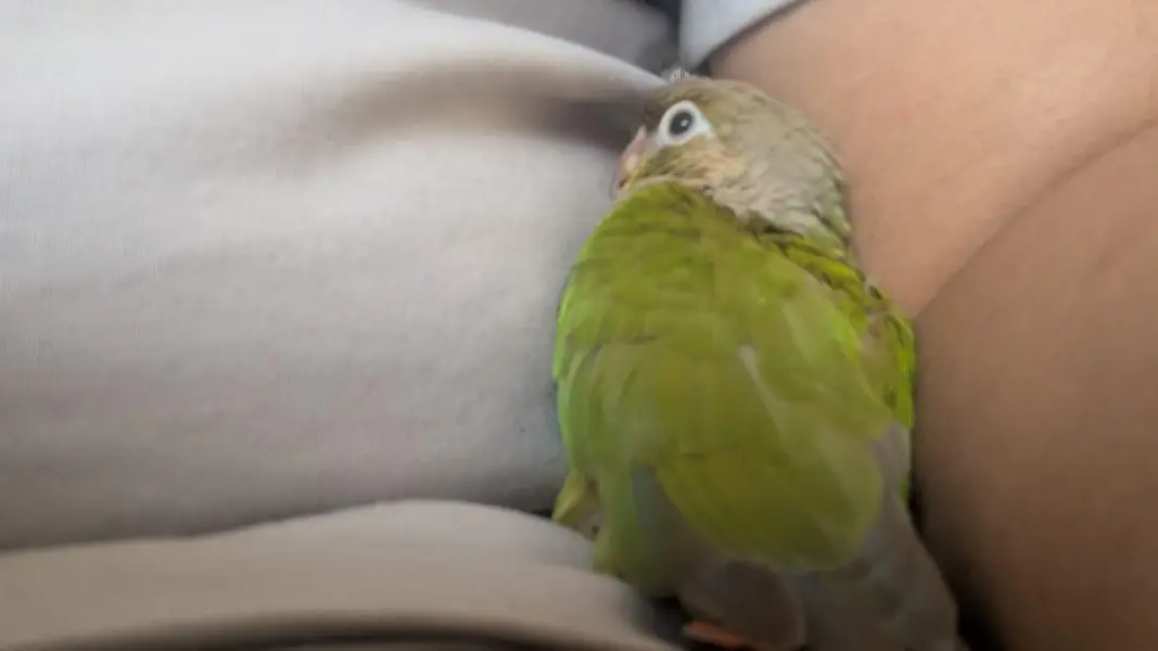 Hand tamed 0-Bite | Monks, Ringnecks, Sun Conures, Kashmiri Pahari Etc — photo 12