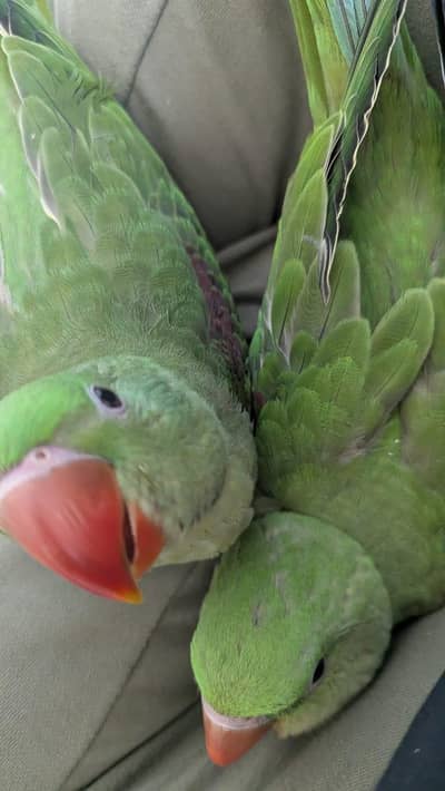 Hand tamed 0-Bite | Monks, Ringnecks, Sun Conures, Kashmiri Pahari Etc