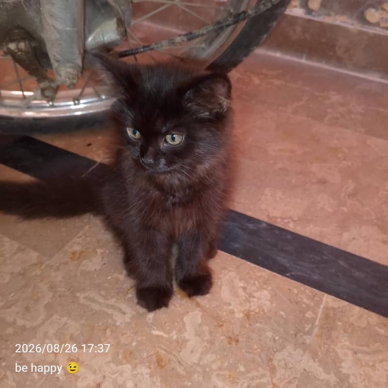 Persian cat 0