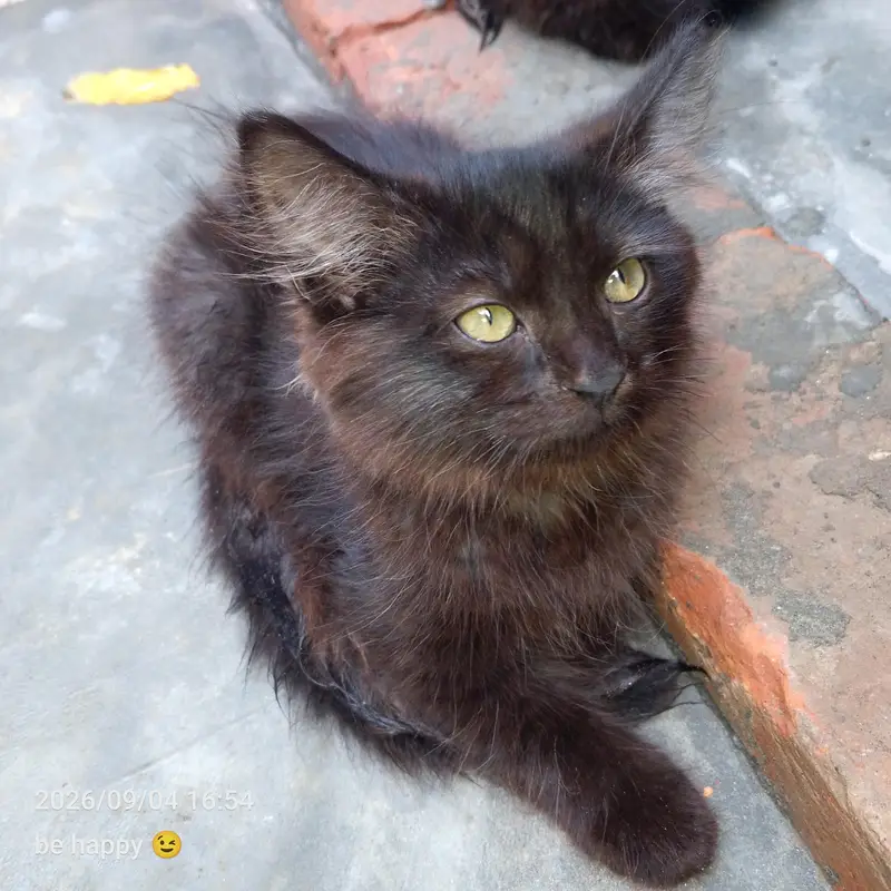 Persian cat — photo 2