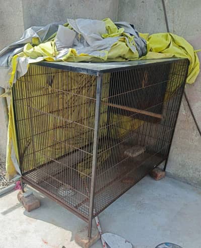 Raw parrots iron cage for sale