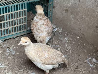 Boski pair for sale