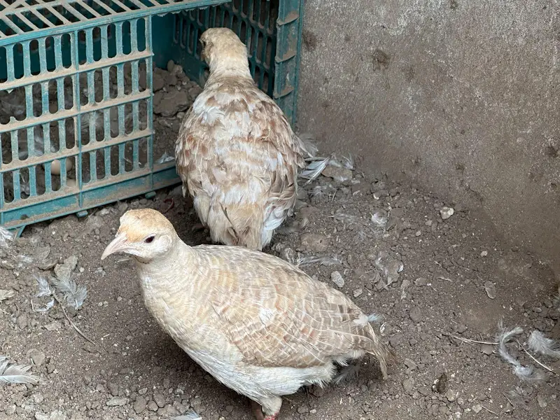 Boski pair for sale