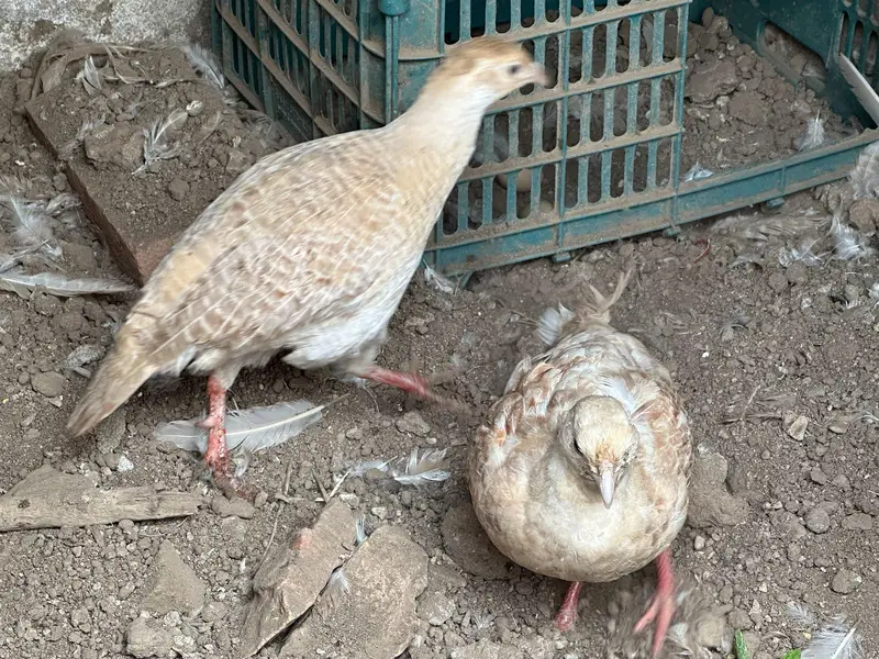 Boski pair for sale — photo 2