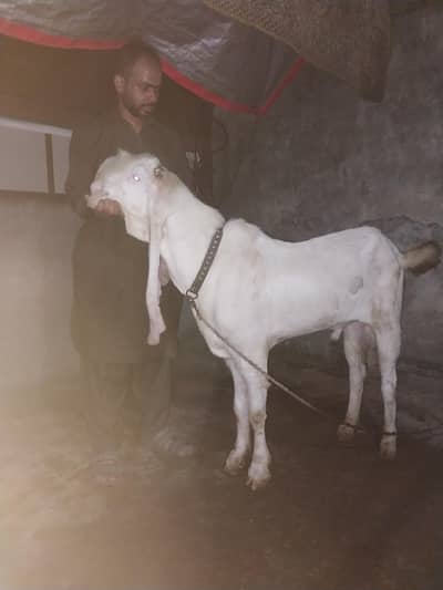 8 Dant cupla bakra