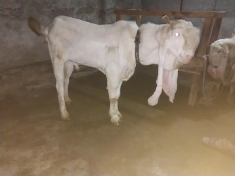 8 Dant cupla bakra — photo 2
