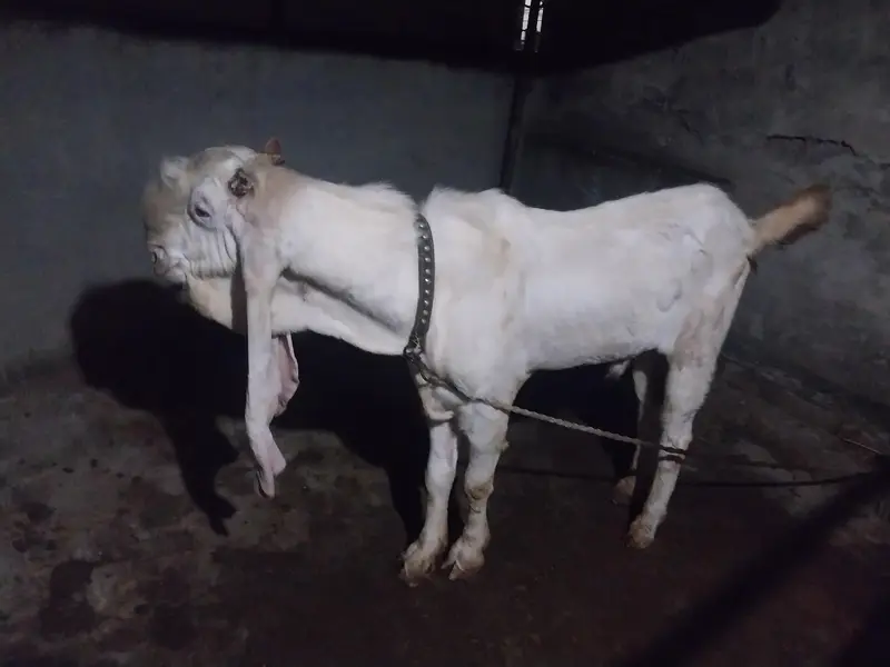 8 Dant cupla bakra — photo 4
