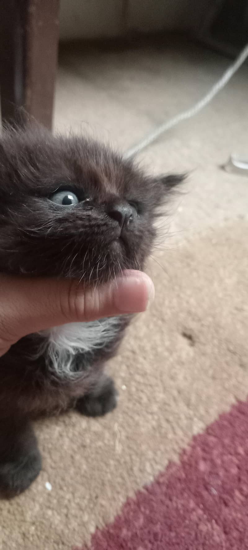 kittens for adoption 0