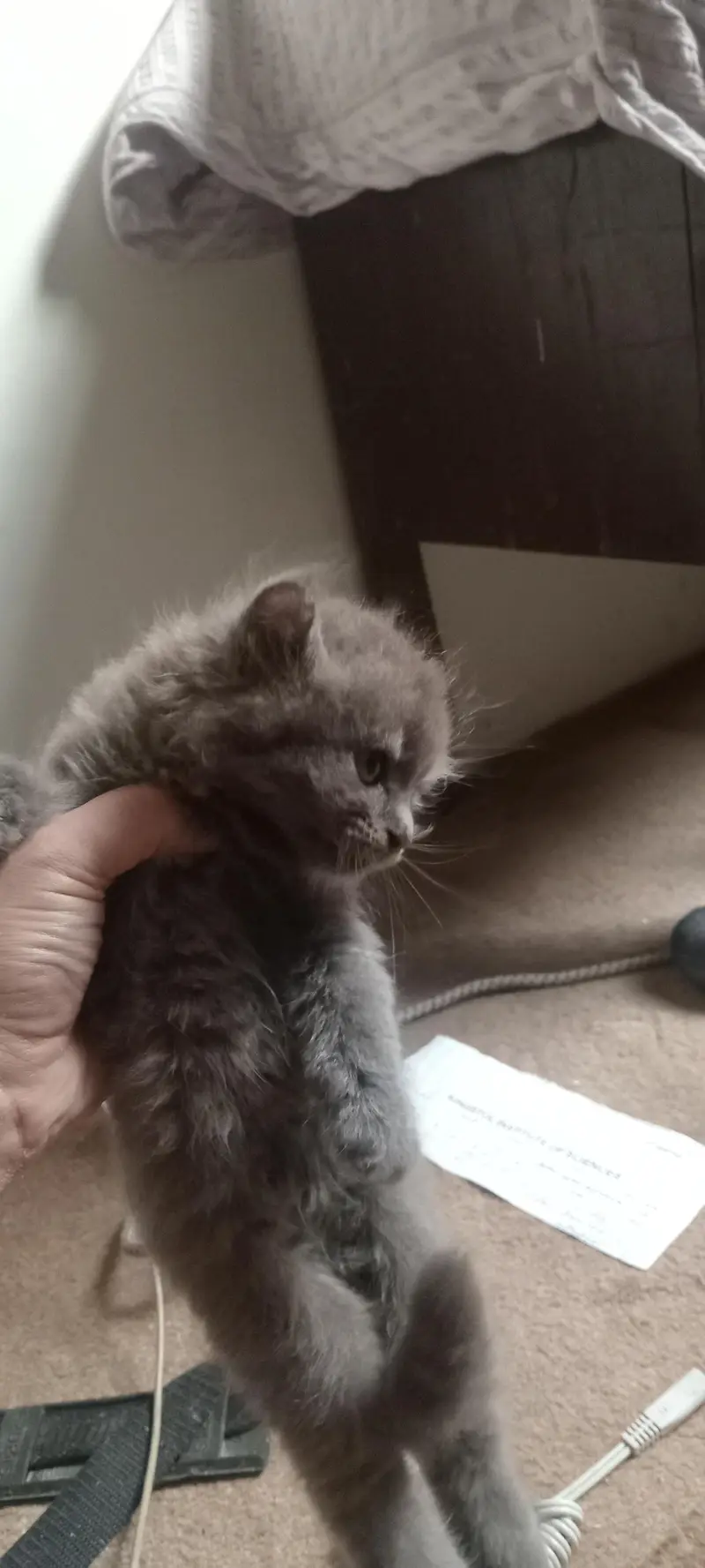 kittens for adoption — photo 2