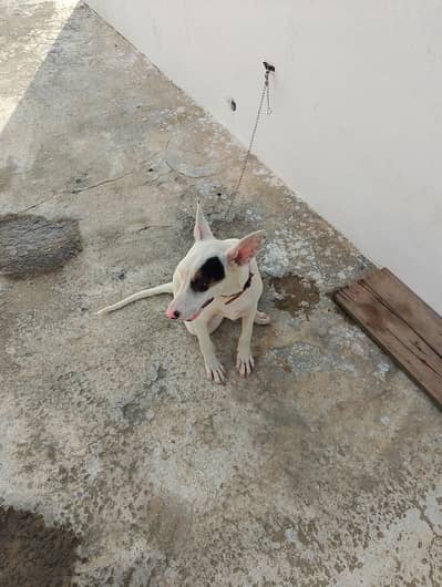 guitar and bully female dog for sale