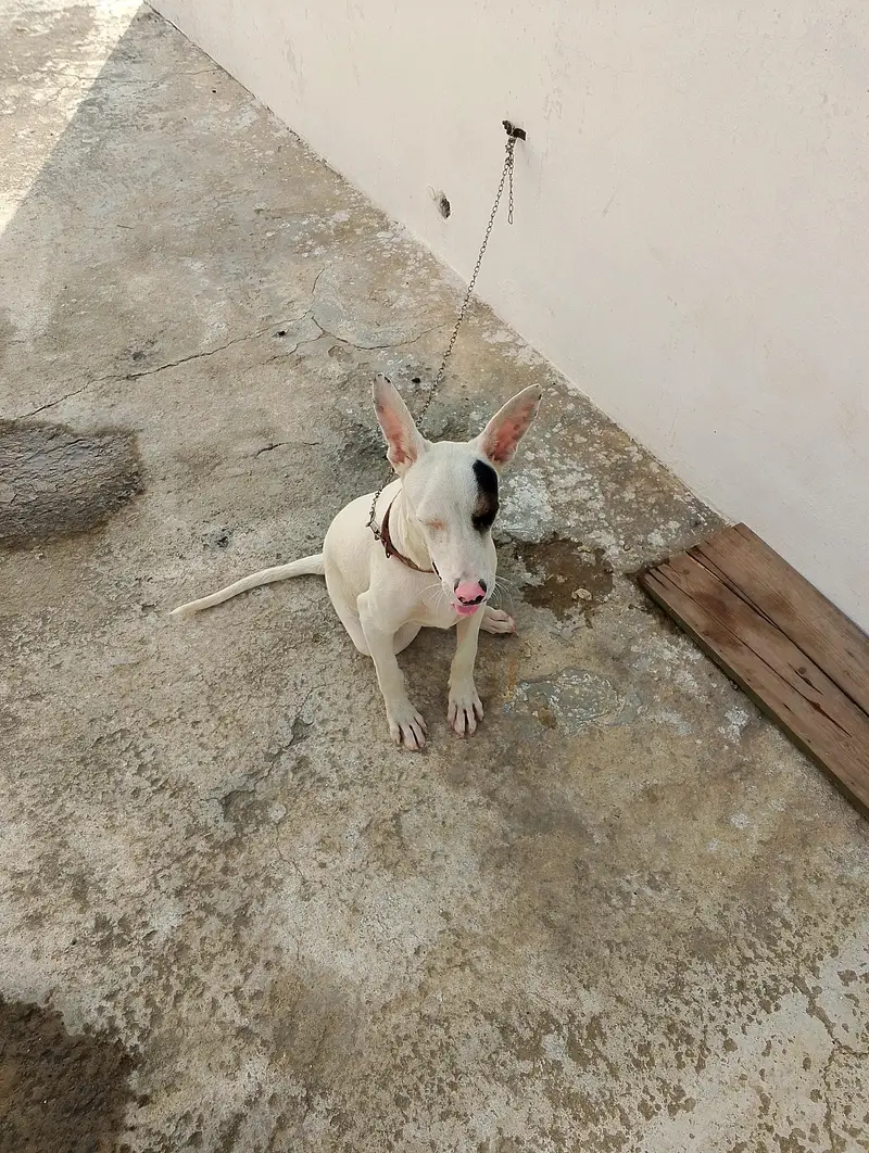 guitar and bully female dog for sale — photo 2