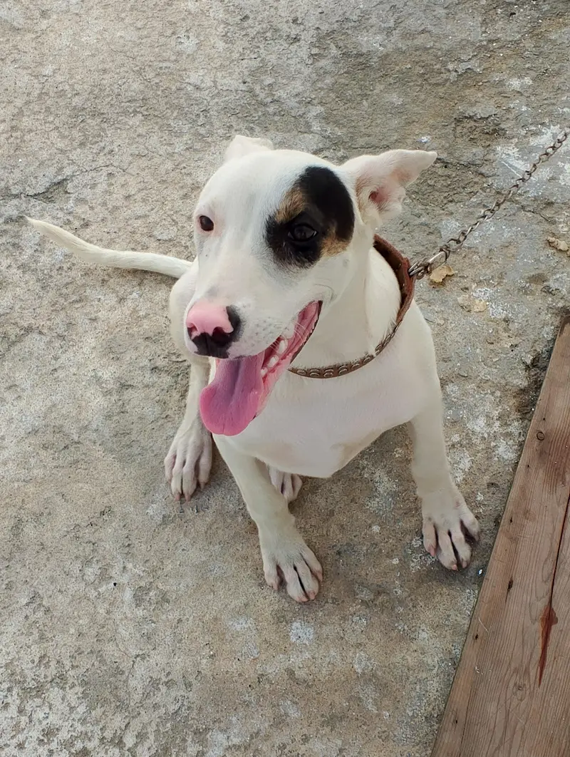 guitar and bully female dog for sale — photo 3
