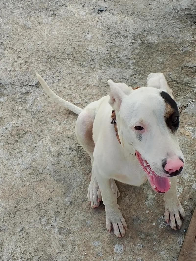 guitar and bully female dog for sale — photo 4