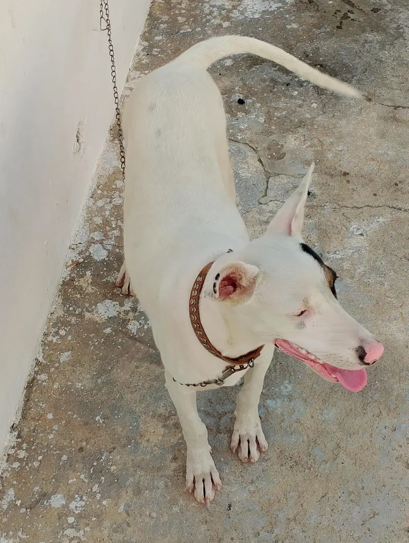 guitar and bully female dog for sale — photo 5