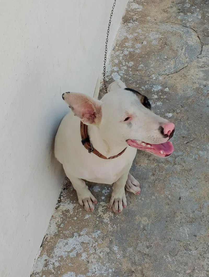 guitar and bully female dog for sale — photo 6