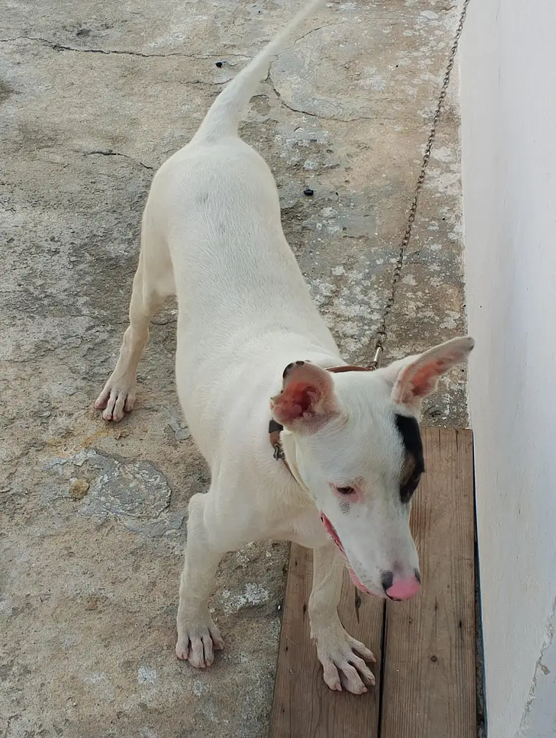 guitar and bully female dog for sale — photo 7