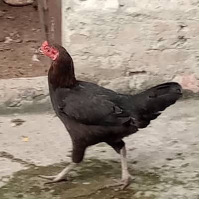 Aseel and desi murghian  healthy and active for sale