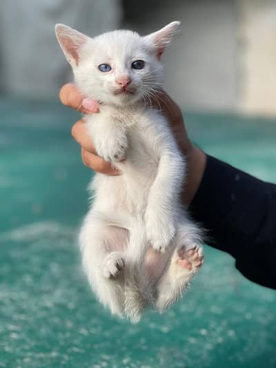 Persian double coated cat and kitten