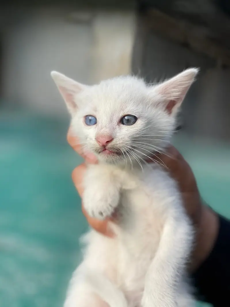 Persian double coated cat and kitten — photo 2