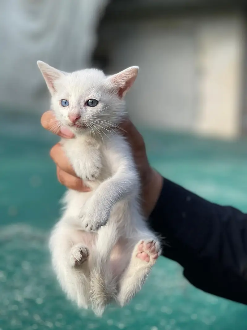 Persian double coated cat and kitten — photo 3