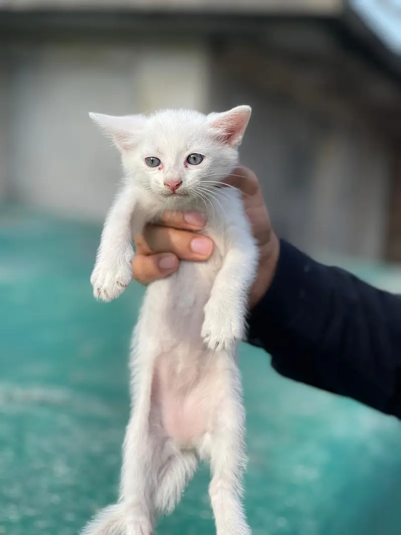 Persian double coated cat and kitten — photo 4