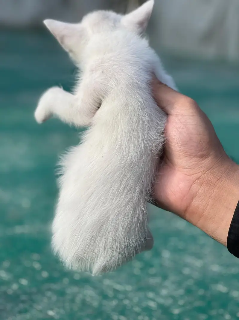Persian double coated cat and kitten — photo 5