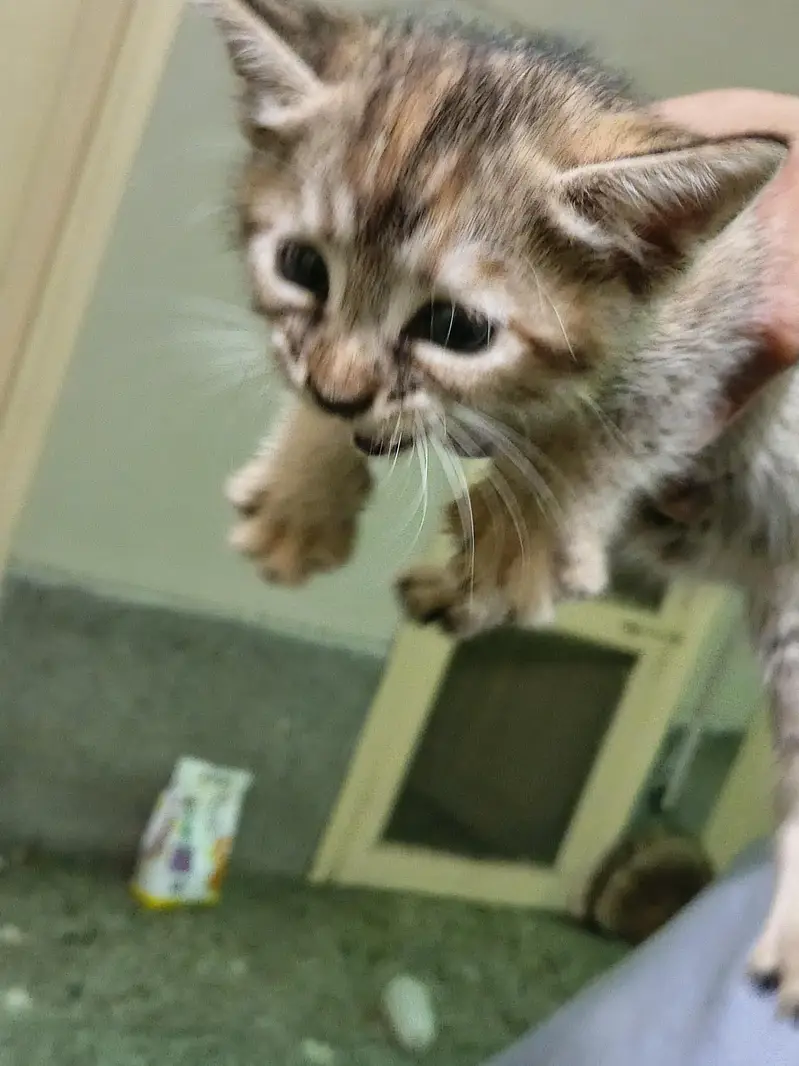 Persian double coated cat and kitten — photo 7